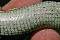 Sierra Alligator Lizard