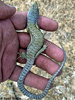 Sierra Alligator Lizard