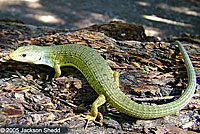 Sierra Alligator Lizard