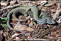 Sierra Alligator Lizards