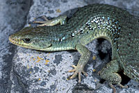 Sierra Alligator Lizard