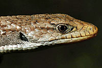 Sierra Alligator Lizard