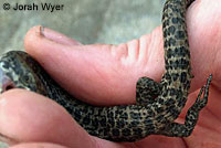 Sierra Alligator Lizard