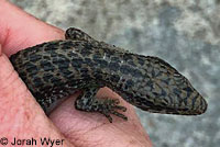 Sierra Alligator Lizard