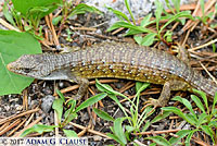 Sierra Alligator Lizard