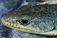 Sierra Alligator Lizard