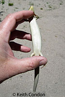 Sierra Alligator Lizard