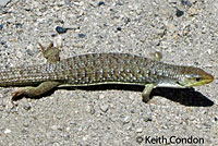 Sierra Alligator Lizard