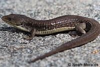 Sierra Alligator Lizard