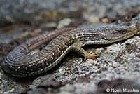 Sierra Alligator Lizard