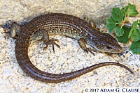 Sierra Alligator Lizard