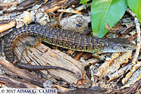 Sierra Alligator Lizard