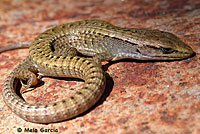 Sierra Alligator Lizard