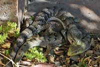 California Alligator Lizards