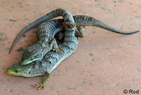 California Alligator Lizards