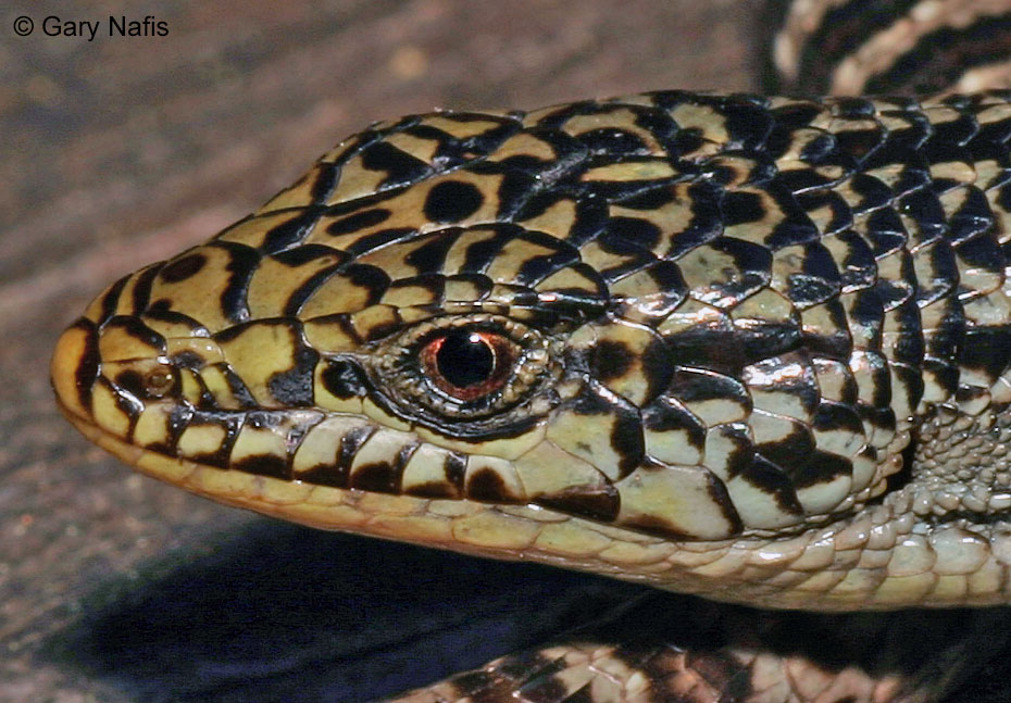 Sierra Alligator Lizard