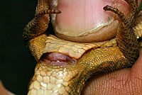 Sierra Alligator Lizard