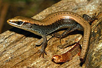 Sierra Alligator Lizard