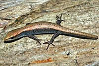 Sierra Alligator Lizard