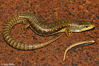 Sierra Alligator Lizard