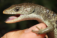 Sierra Alligator Lizard