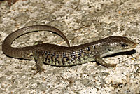 Sierra Alligator Lizard