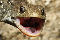 Sierra Alligator Lizard