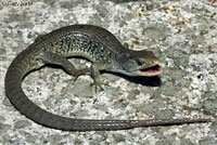 Sierra Alligator Lizard