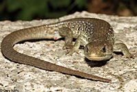 Sierra Alligator Lizard