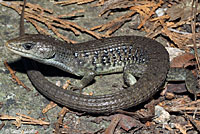 Sierra Alligator Lizard