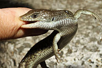 Sierra Alligator Lizard