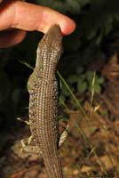 Sierra Alligator Lizard