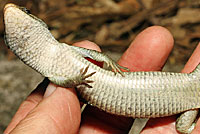 Sierra Alligator Lizard