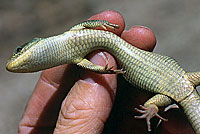 Sierra Alligator Lizard