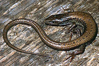 Northwestern Alligator Lizard