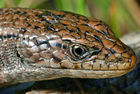 Northwestern Alligator Lizard