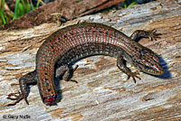 Northwestern Alligator Lizard