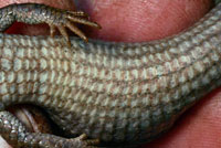 Northwestern Alligator Lizard