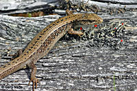 Northwestern Alligator Lizard