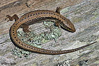 Northwestern Alligator Lizard