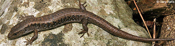 Northwestern Alligator Lizard