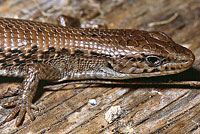 Northwestern Alligator Lizard