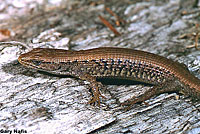 Northwestern Alligator Lizard