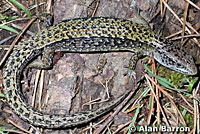 Northwestern Alligator Lizard