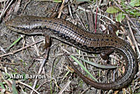 Northwestern Alligator Lizard