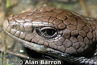 Northwestern Alligator Lizard