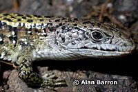 Northwestern Alligator Lizard