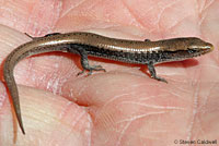 Northwestern Alligator Lizard