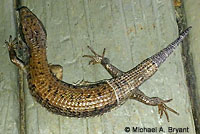 Northwestern Alligator Lizard