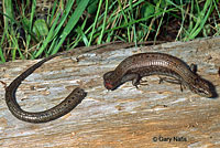 Northwestern Alligator Lizard